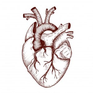 Heart illustration